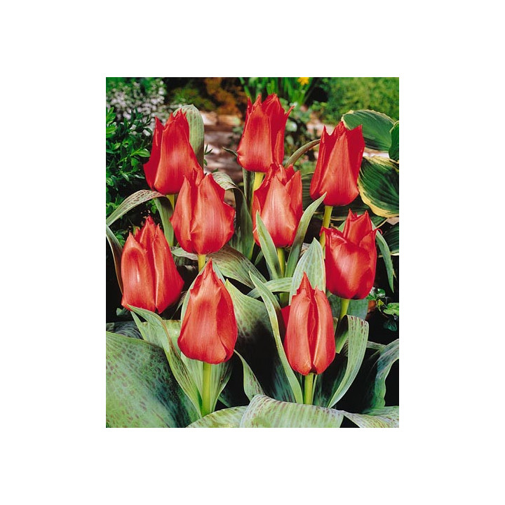 Grower's Pride / Гроwэр'с Придэ