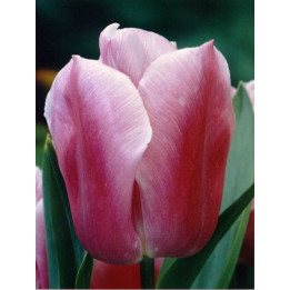 Holland Beauty / Hолланд Бэауть
