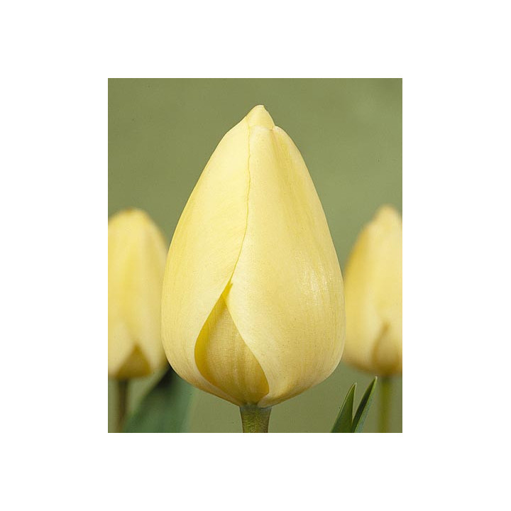 Ivory Floradale / Иворь Флорадалэ