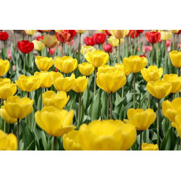 Jewel of Spring / Еwэл оф Спринг