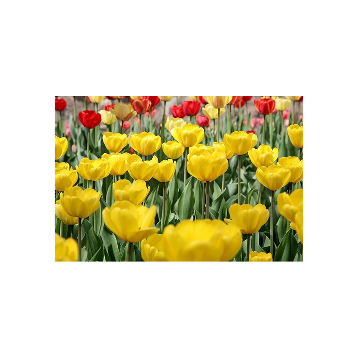 Jewel of Spring / Еwэл оф Спринг