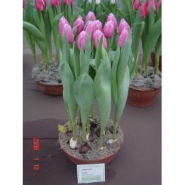 Jumbo Pink / Юмбо Пинк
