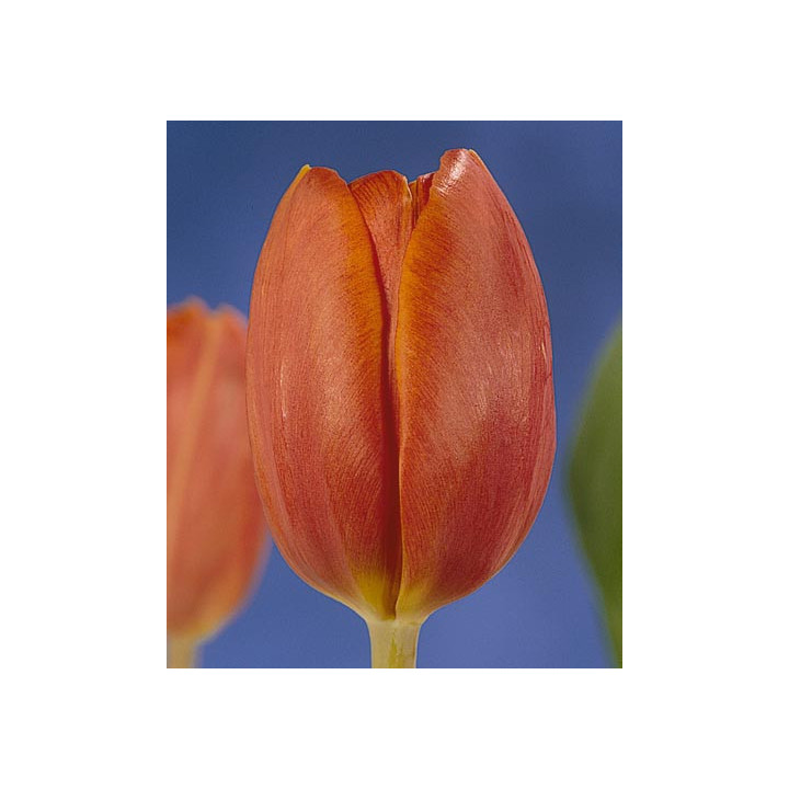 King's Orange / Кинг'с Орангэ