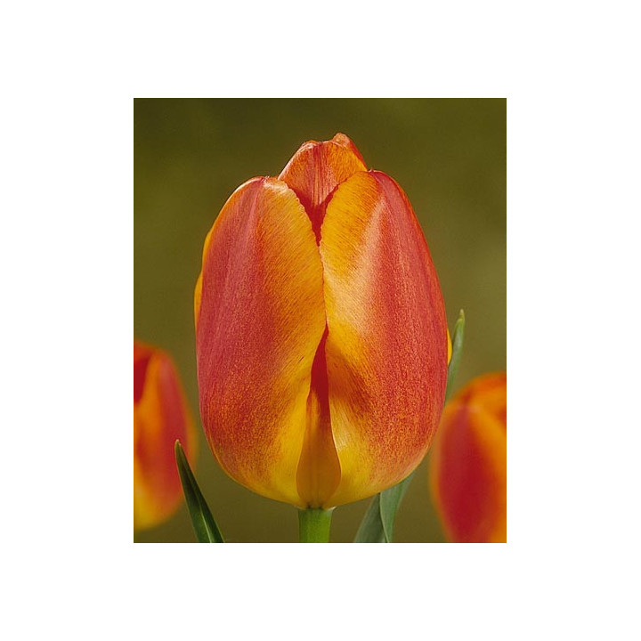 Koningin Wilhelmina / Конингин Wилhэлмина