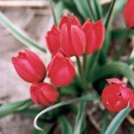 Lilliput / Лиллипут