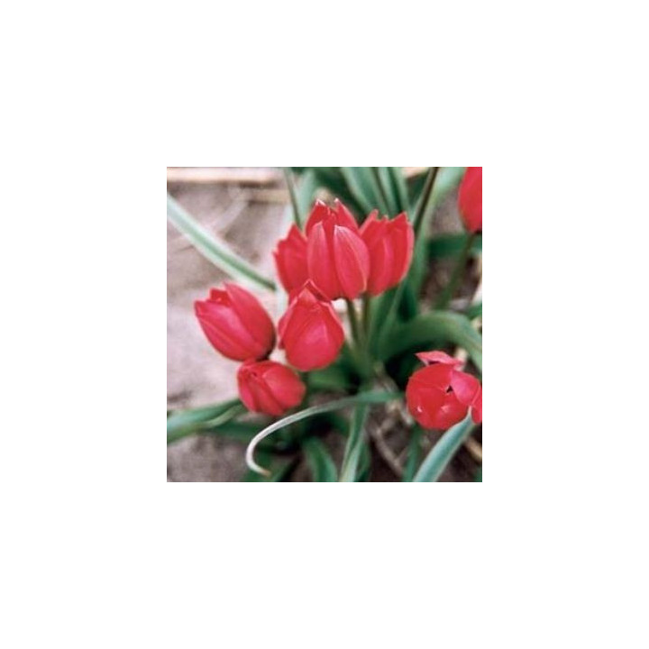 Lilliput / Лиллипут