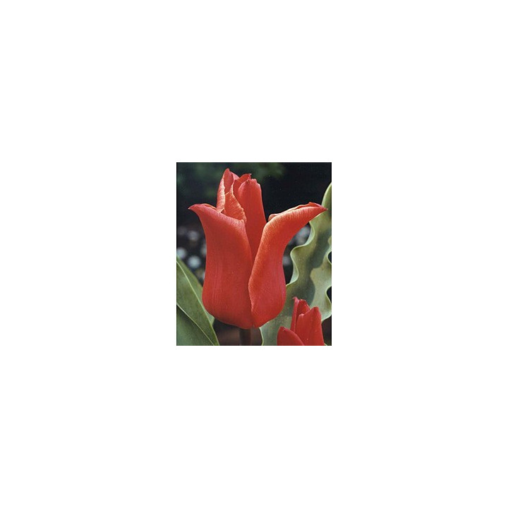 Lilystar / Лильстар