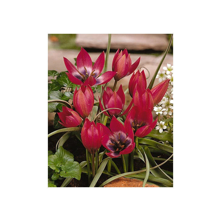Little Beauty / Литтлэ Бэауть