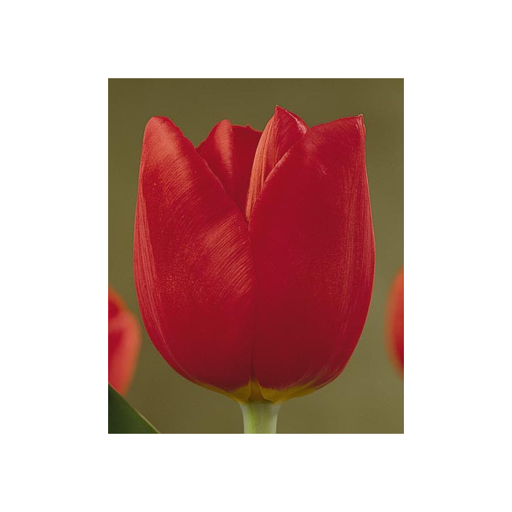 Martine Bijl / Мартинэ Бийл