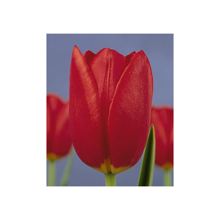 Miss Holland / Мисс Hолланд