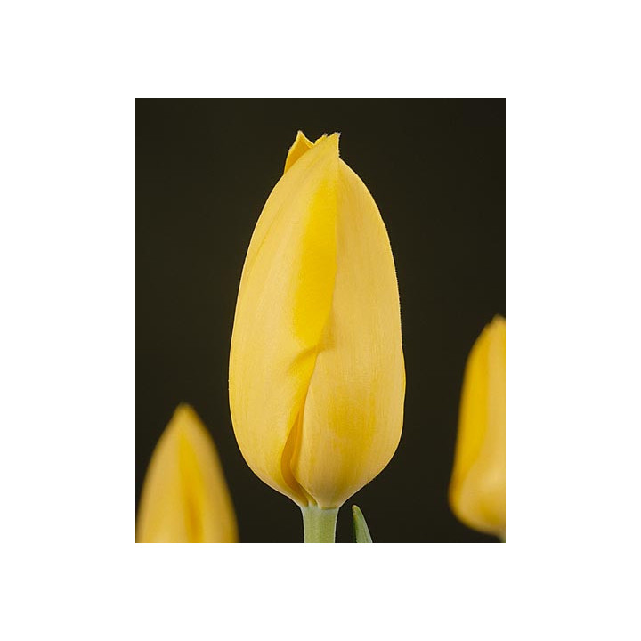 Muscadet / Мусцадэт
