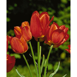 Orange Bouquet / Орангэ Боуqуэт