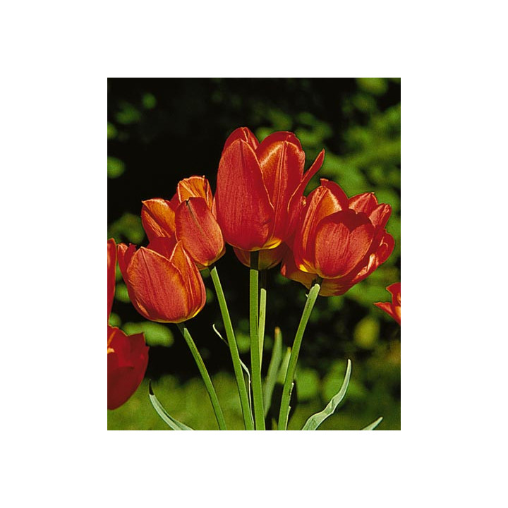 Orange Bouquet / Орангэ Боуqуэт