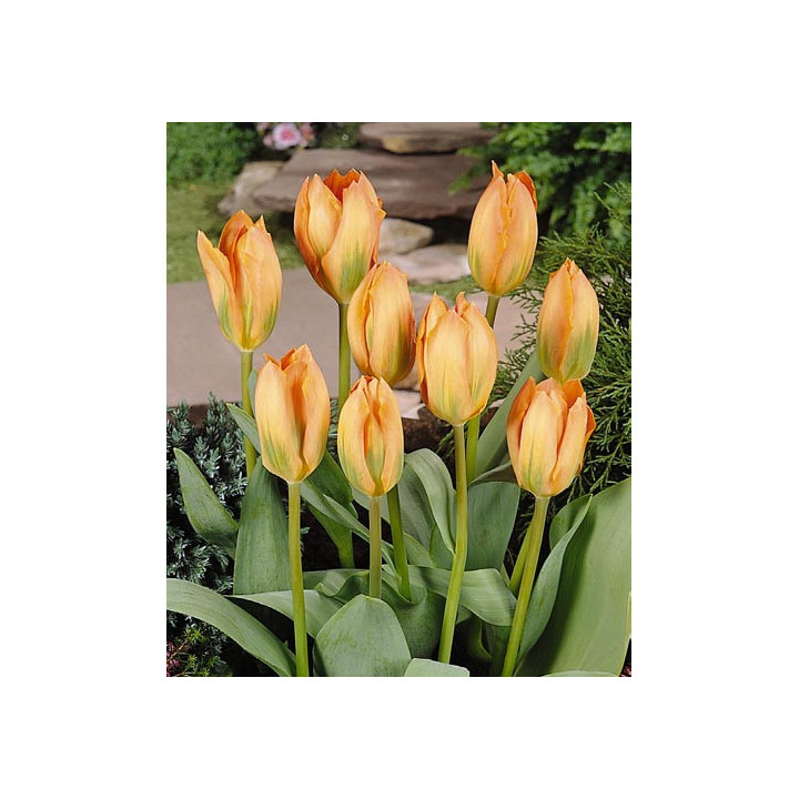 Orange Breeze / Орангэ Брээзэ