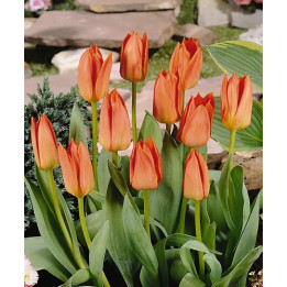 Orange Brilliant / Орангэ Бриллиант