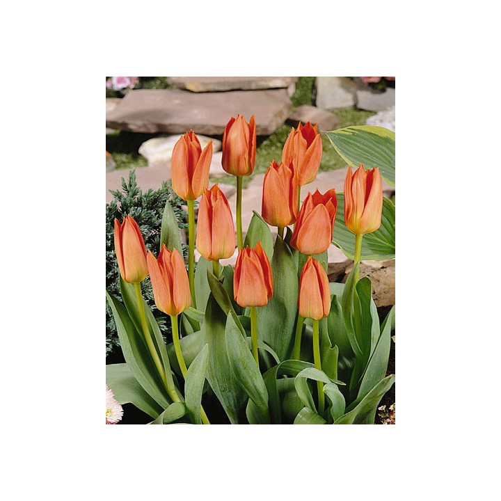 Orange Brilliant / Орангэ Бриллиант