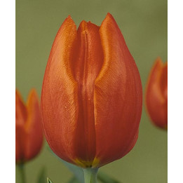 Orange Cassini / Орангэ Цассини