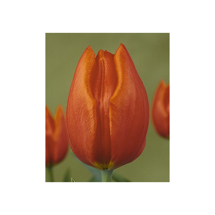 Orange Cassini / Орангэ Цассини