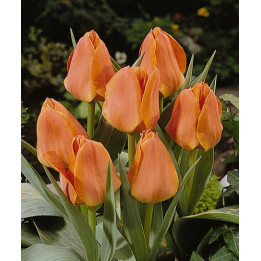 Orange Elite / Орангэ Элитэ