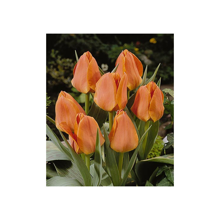 Orange Elite / Орангэ Элитэ