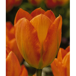Orange Emperor / Орангэ Эмпэрор