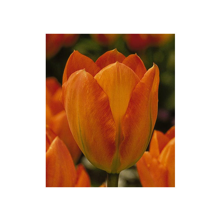 Orange Emperor / Орангэ Эмпэрор