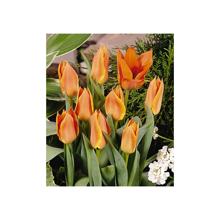 Orange Jewel / Орангэ Еwэл