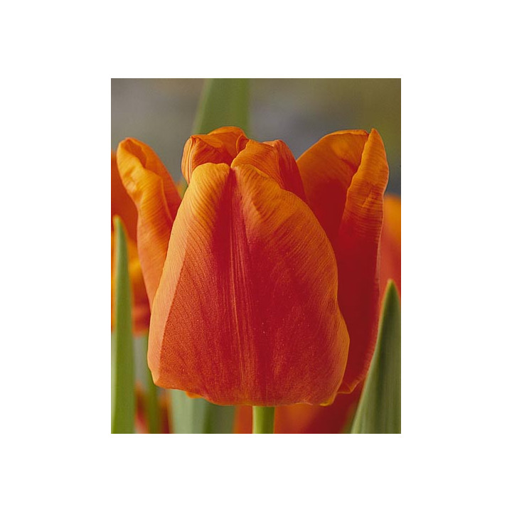 Orange Monarch / Орангэ Монарч