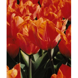 Orange Palestrina / Орангэ Палэстрина