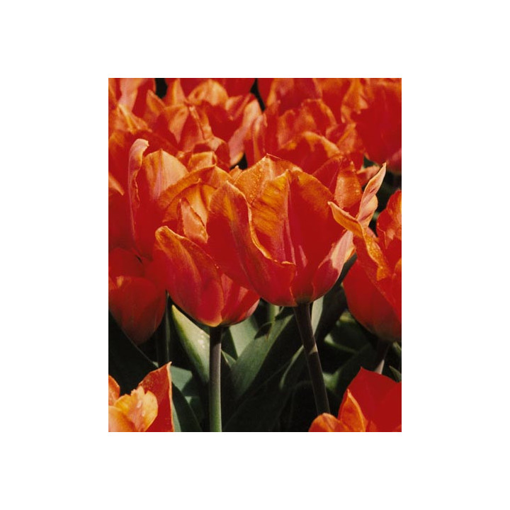 Orange Palestrina / Орангэ Палэстрина