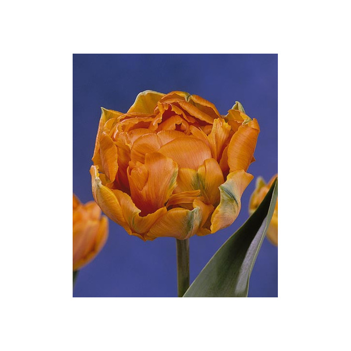 Orange Princess / Орангэ Принцэсс