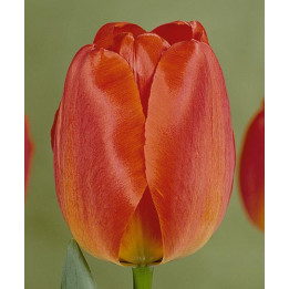 Orange Queen / Орангэ Qуээн