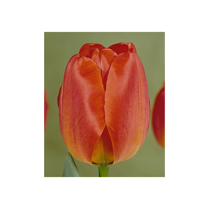Orange Queen / Орангэ Qуээн