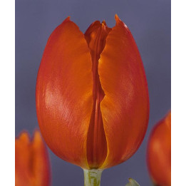 Orange Surprise / Орангэ Сурприсэ
