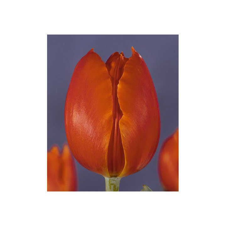 Orange Surprise / Орангэ Сурприсэ