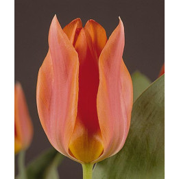 Orange Toronto / Орангэ Торонто