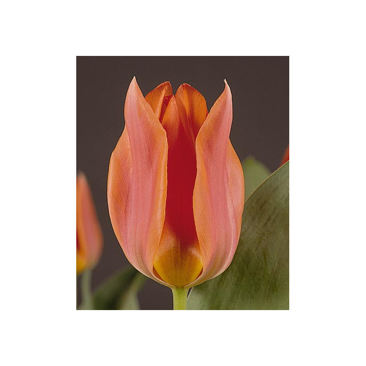 Orange Toronto / Орангэ Торонто