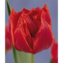 Oranje Nassau / Оране Нассау