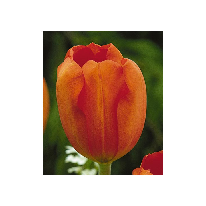 Oranjezon / Оранезон