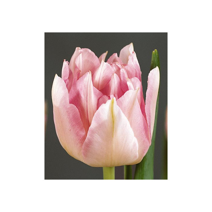 Peach Blossom / Пэач Блоссом