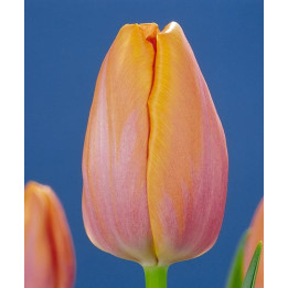 Peerless Beauty / Пээрлэсс Бэауть