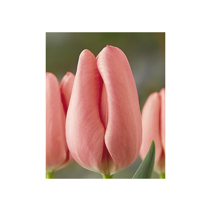 Peerless Pink / Пээрлэсс Пинк