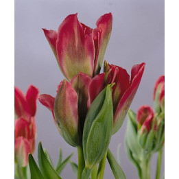 Pimpernel / Пимпэрнэл