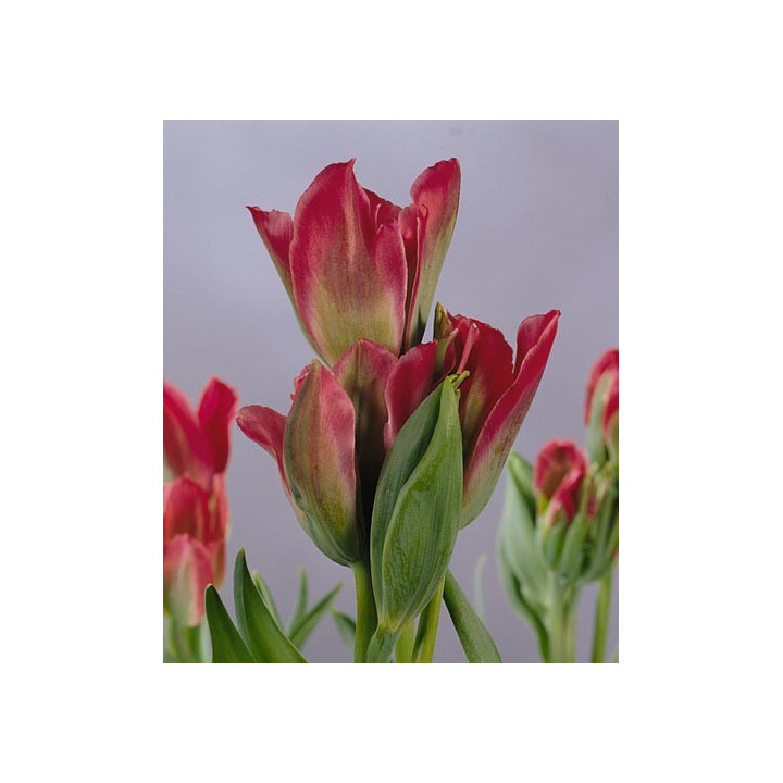 Pimpernel / Пимпэрнэл