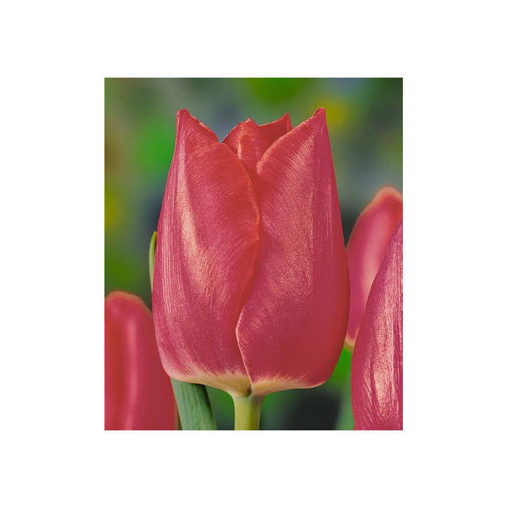 Pink Trophy / Пинк Тропhь