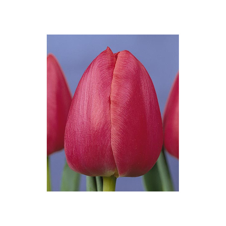 Primavera / Примавэра