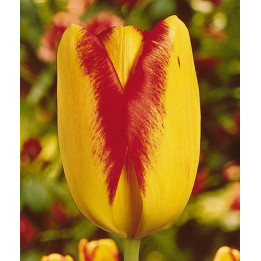 Princess Margaret Rose / Принцэсс Маргарэт Росэ