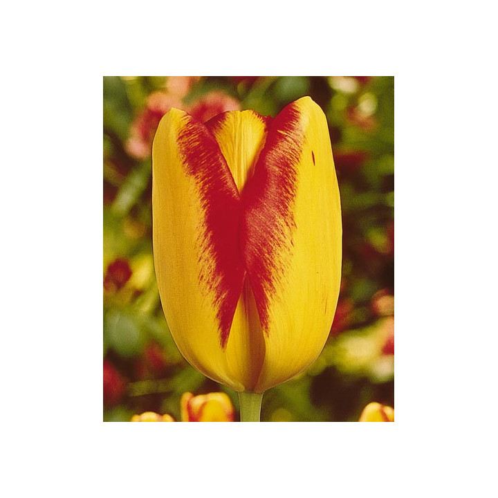 Princess Margaret Rose / Принцэсс Маргарэт Росэ