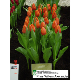 Prins Willem Alexander / Принс Wиллэм Алэxандэр