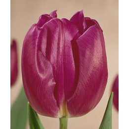 Purple Flag / Пурплэ Флаг